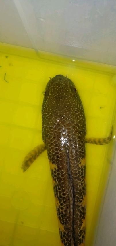 請給出雷龍魚和黑魚繁殖的圖片，雷龍魚和黑魚繁殖季節是什么時候雷龍魚和黑魚繁殖需要哪些條件