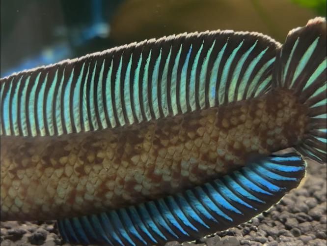 請給出雷龍魚和黑魚繁殖的圖片，雷龍魚和黑魚繁殖季節是什么時候雷龍魚和黑魚繁殖需要哪些條件