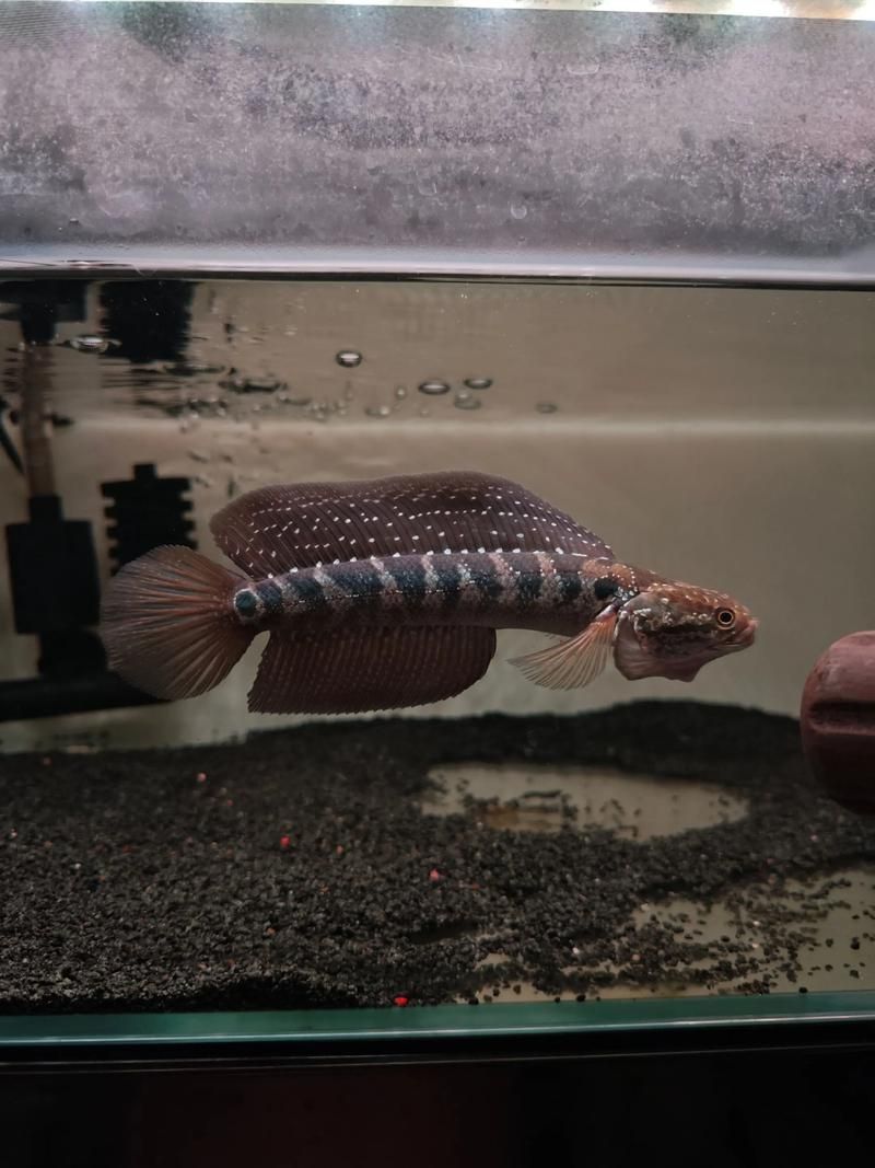 請給出雷龍魚和黑魚繁殖的圖片，雷龍魚和黑魚繁殖季節是什么時候雷龍魚和黑魚繁殖需要哪些條件
