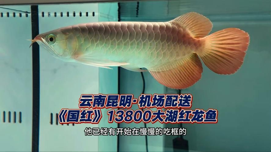 國紅系列紅龍魚的價格是多少，國紅系列紅龍魚哪個級別最受歡迎哪個級別最受歡迎