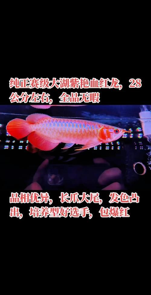 紅龍魚最好三個品種，紅龍魚中的紅色鱗片和優雅的紅色鱗片和優雅的姿態而聞名