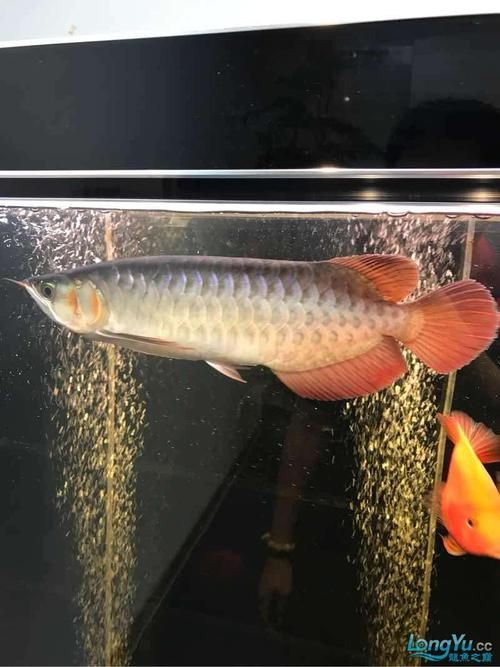 紅龍魚最好三個品種，紅龍魚中的紅色鱗片和優雅的紅色鱗片和優雅的姿態而聞名