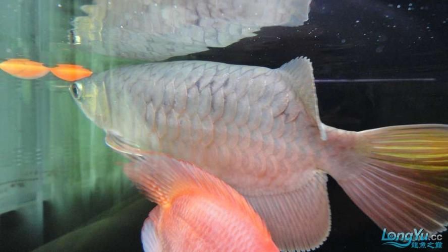 有哪些有效的龍魚(yú)鱗片發(fā)黑藥物，關(guān)于龍魚(yú)鱗片發(fā)黑的建議