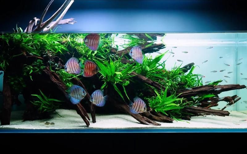 有哪些適合七條魚的魚缸推薦，7條魚家庭養(yǎng)魚維護周計劃表 有哪些適合七條魚的魚缸推薦，7條魚家庭養(yǎng)魚維護周計劃表 龍魚百科 第1張