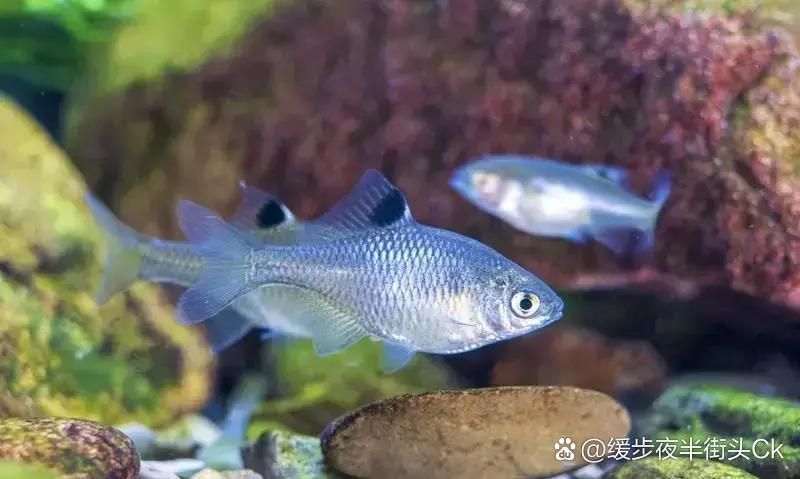 有哪些適合七條魚的魚缸推薦，7條魚家庭養(yǎng)魚維護周計劃表 有哪些適合七條魚的魚缸推薦，7條魚家庭養(yǎng)魚維護周計劃表 龍魚百科 第7張