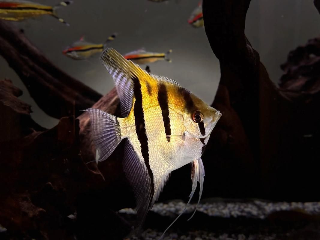 有哪些適合七條魚的魚缸推薦，7條魚家庭養(yǎng)魚維護周計劃表 有哪些適合七條魚的魚缸推薦，7條魚家庭養(yǎng)魚維護周計劃表 龍魚百科 第6張