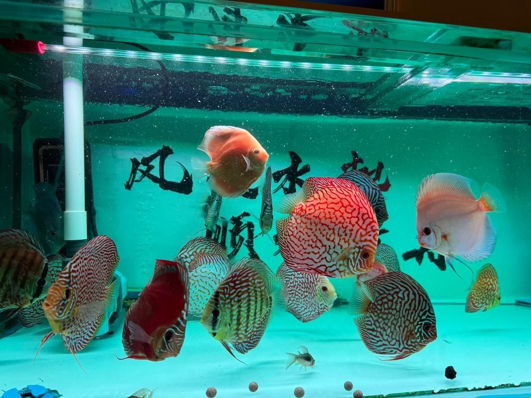 有哪些適合七條魚的魚缸推薦，7條魚家庭養(yǎng)魚維護周計劃表 有哪些適合七條魚的魚缸推薦，7條魚家庭養(yǎng)魚維護周計劃表 龍魚百科 第2張