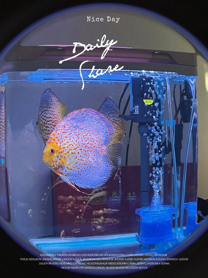 有哪些適合七條魚的魚缸推薦，7條魚家庭養(yǎng)魚維護周計劃表 有哪些適合七條魚的魚缸推薦，7條魚家庭養(yǎng)魚維護周計劃表 龍魚百科 第5張