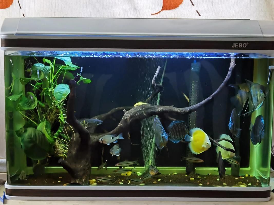 有哪些適合七條魚的魚缸推薦，7條魚家庭養(yǎng)魚維護周計劃表 有哪些適合七條魚的魚缸推薦，7條魚家庭養(yǎng)魚維護周計劃表 龍魚百科 第4張