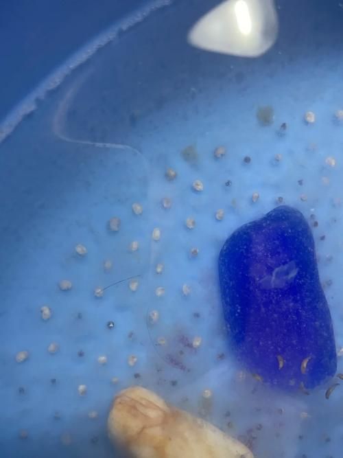如何繁殖六角恐龍魚？，六角恐龍魚繁殖詳解 如何繁殖六角恐龍魚？，六角恐龍魚繁殖詳解 龍魚百科 第12張