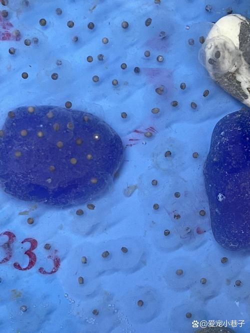如何繁殖六角恐龍魚？，六角恐龍魚繁殖詳解 如何繁殖六角恐龍魚？，六角恐龍魚繁殖詳解 龍魚百科 第9張