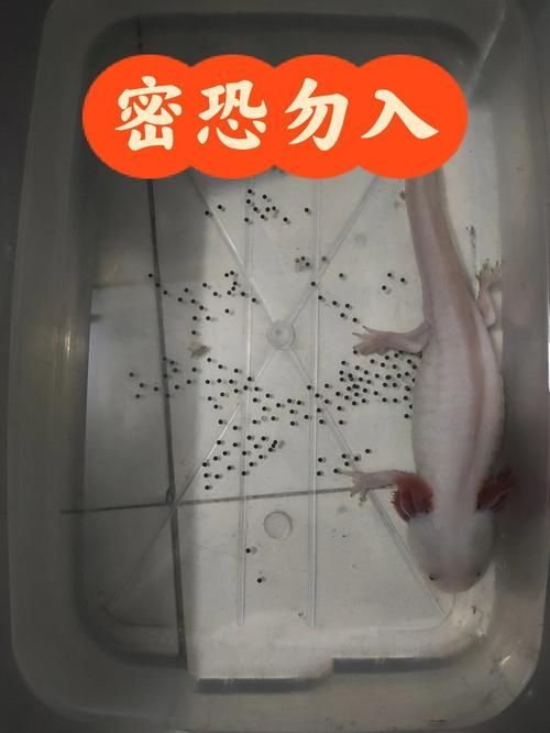 如何繁殖六角恐龍魚？，六角恐龍魚繁殖詳解 如何繁殖六角恐龍魚？，六角恐龍魚繁殖詳解 龍魚百科 第10張
