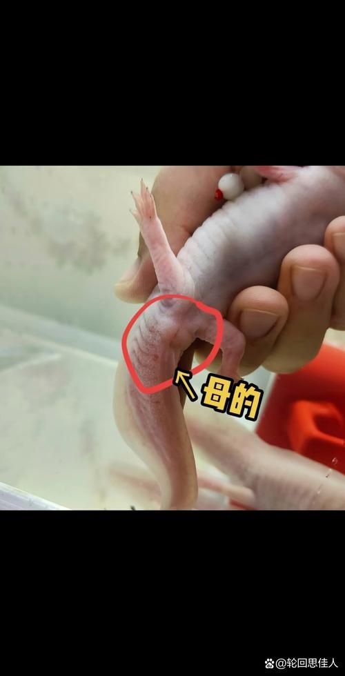 如何繁殖六角恐龍魚？，六角恐龍魚繁殖詳解 如何繁殖六角恐龍魚？，六角恐龍魚繁殖詳解 龍魚百科 第5張