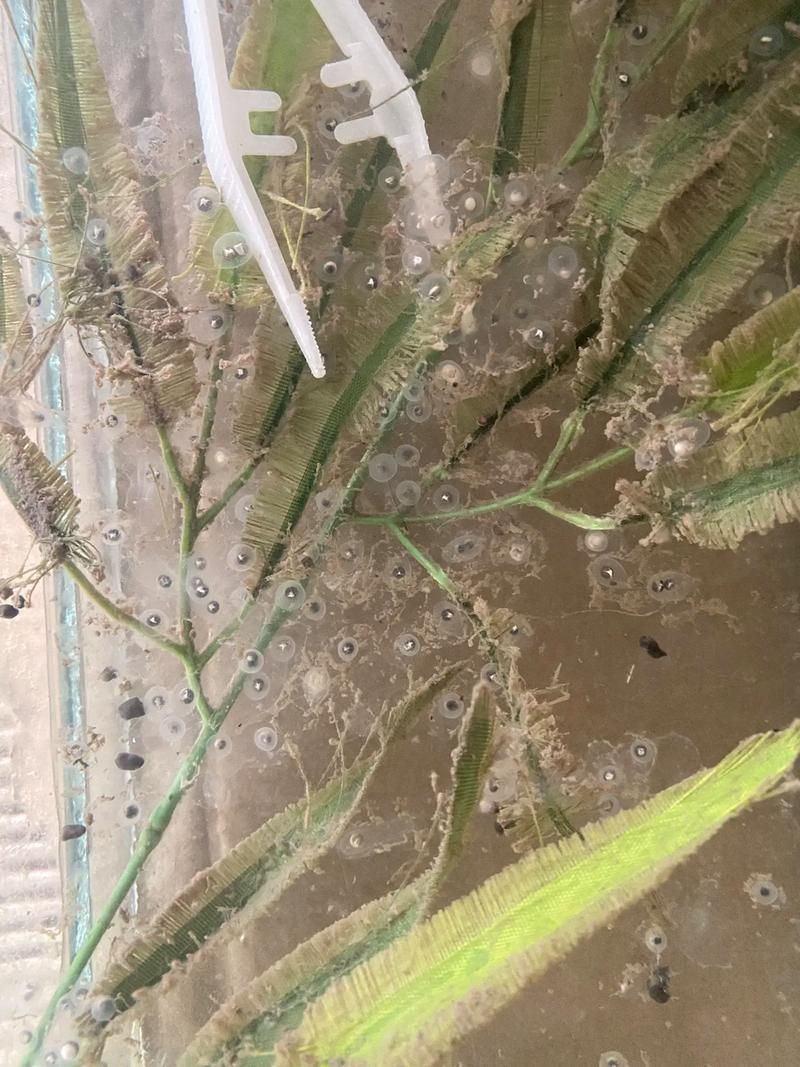 如何繁殖六角恐龍魚？，六角恐龍魚繁殖詳解 如何繁殖六角恐龍魚？，六角恐龍魚繁殖詳解 龍魚百科 第11張
