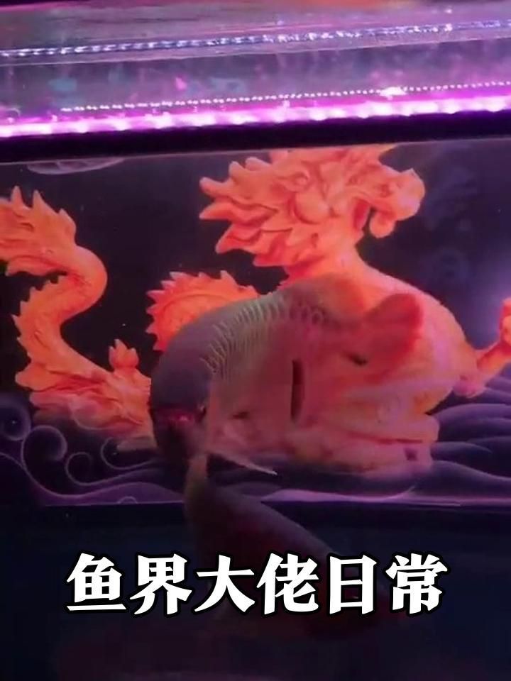 能否提供更多關于龍魚的信息？，水族界的“活化石”——龍魚