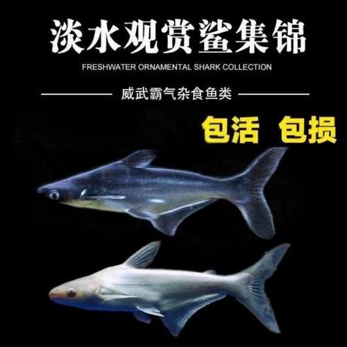 《大道龍魚》的內容簡介是什么，《大道龍魚大道》1000字簡介與官方配圖、劇情場景圖