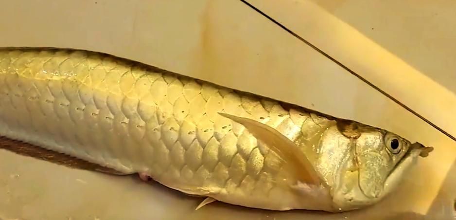 鄭州龍魚事件的后續進展如何？，鄭州龍魚事件后續進展