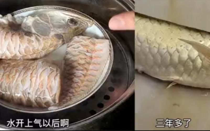 鄭州龍魚事件的后續進展如何？，鄭州龍魚事件后續進展