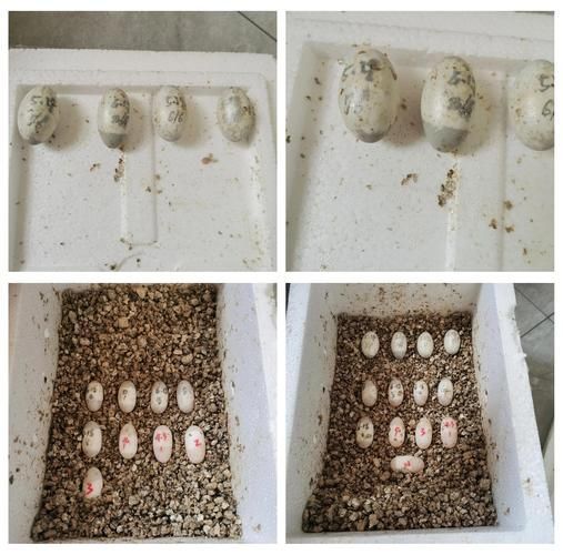 四腳魚的繁殖方法是什么，“四腳魚”并非真實魚類繁殖方法，東方蠑螈繁殖方式