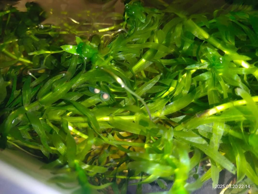 四腳魚的繁殖方法是什么，“四腳魚”并非真實魚類繁殖方法，東方蠑螈繁殖方式