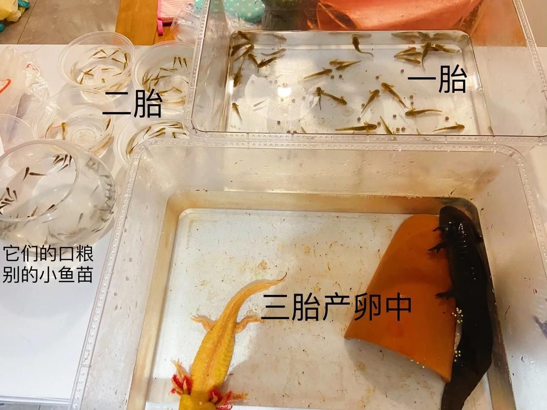 四腳魚的繁殖方法是什么，“四腳魚”并非真實魚類繁殖方法，東方蠑螈繁殖方式
