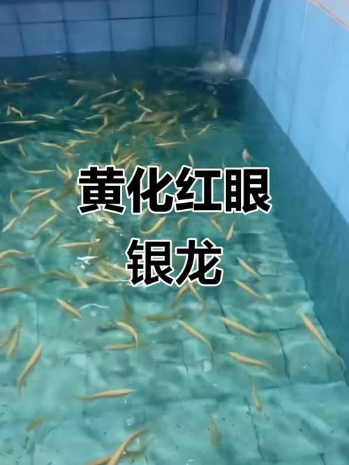 白子紅龍魚有哪些品種，白子紅龍魚與白子紅龍魚的鑒別真假與白子紅龍魚的區別