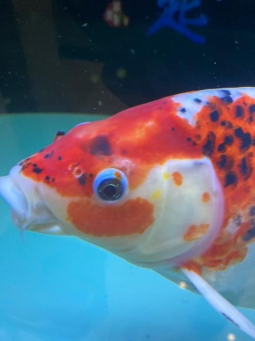 短身紅龍魚病有哪些癥狀？，短身紅龍魚疾病癥狀分析