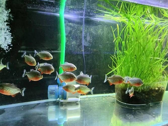 如何判斷魚缸是否需要添加益生菌？，養(yǎng)殖魚缸是否需要添加益生菌的核心指標與操作指南