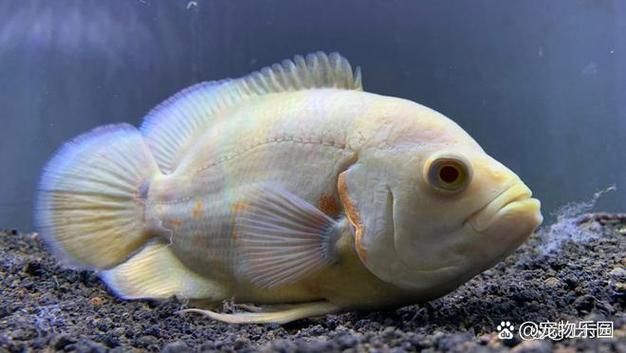 如何判斷魚缸是否需要添加益生菌？，養(yǎng)殖魚缸是否需要添加益生菌的核心指標與操作指南