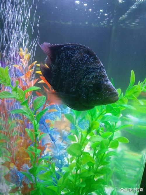 如何判斷魚缸是否需要添加益生菌？，養(yǎng)殖魚缸是否需要添加益生菌的核心指標與操作指南