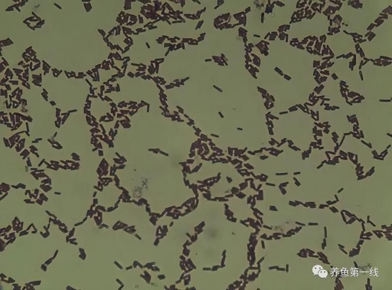 如何判斷魚缸是否需要添加益生菌？，養(yǎng)殖魚缸是否需要添加益生菌的核心指標與操作指南