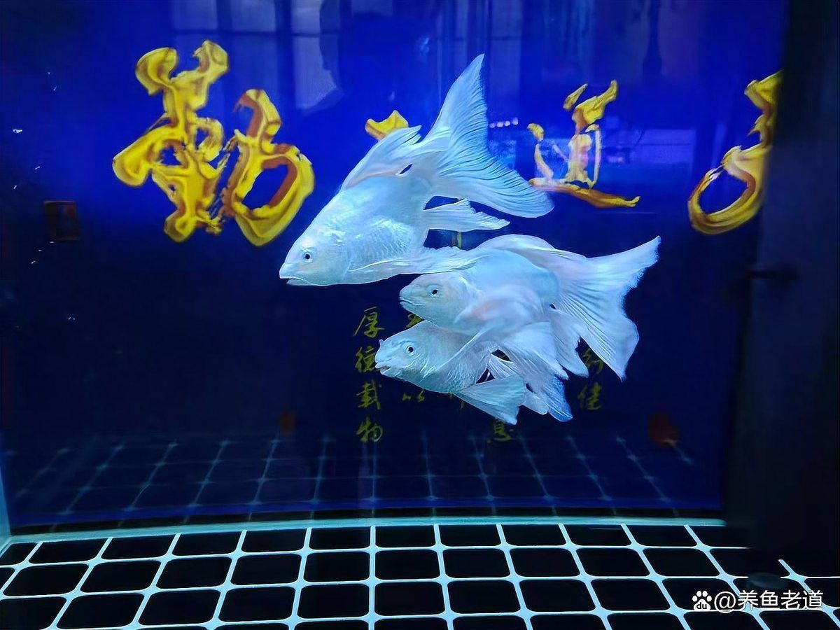 如何判斷魚缸是否需要添加益生菌？，養(yǎng)殖魚缸是否需要添加益生菌的核心指標與操作指南