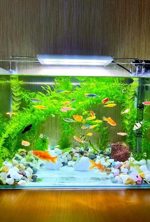 再給我幾種魚缸的圖片詳解，玻璃魚缸選擇對比表 再給我幾種魚缸的圖片詳解，玻璃魚缸選擇對比表 龍魚百科 第10張