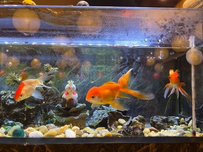 再給我幾種魚缸的圖片詳解，玻璃魚缸選擇對比表 再給我幾種魚缸的圖片詳解，玻璃魚缸選擇對比表 龍魚百科 第23張