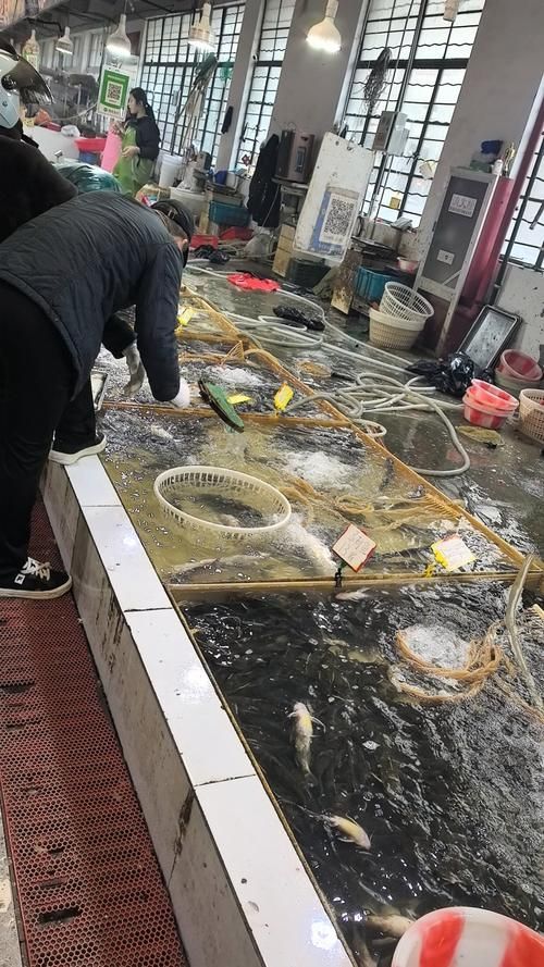 如何在生鮮電商平臺上找到從化龍魚？，如何在生鮮電商平臺上找到“從化龍魚” 如何在生鮮電商平臺上找到從化龍魚？，如何在生鮮電商平臺上找到“從化龍魚” 龍魚百科 第11張