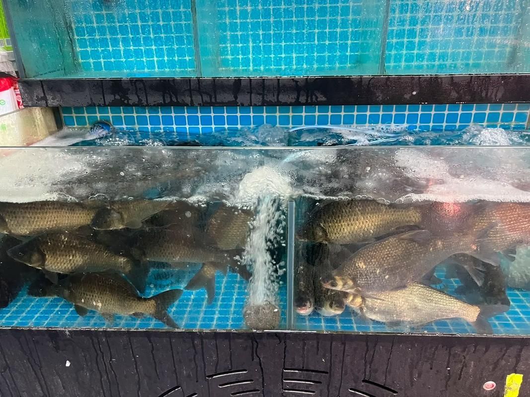 如何在生鮮電商平臺上找到從化龍魚？，如何在生鮮電商平臺上找到“從化龍魚” 如何在生鮮電商平臺上找到從化龍魚？，如何在生鮮電商平臺上找到“從化龍魚” 龍魚百科 第7張