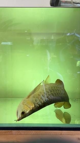 能提供一些龍魚真菌感染的圖片嗎，龍魚真菌感染的一般情況和可能癥狀