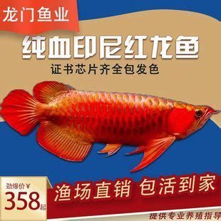 龍魚幼苗的飼養難度大嗎？，魚幼苗的飼養難度