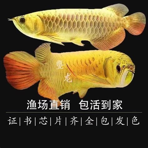 龍魚幼苗的飼養難度大嗎？，魚幼苗的飼養難度