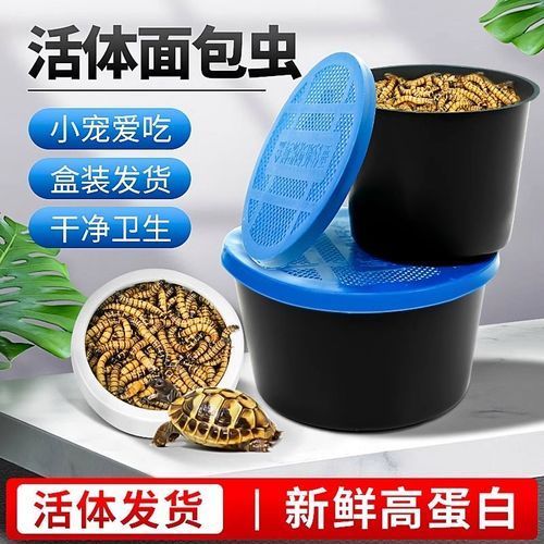 推薦一些龍魚飼養(yǎng)的視頻教程，龍魚飼養(yǎng)視頻教程