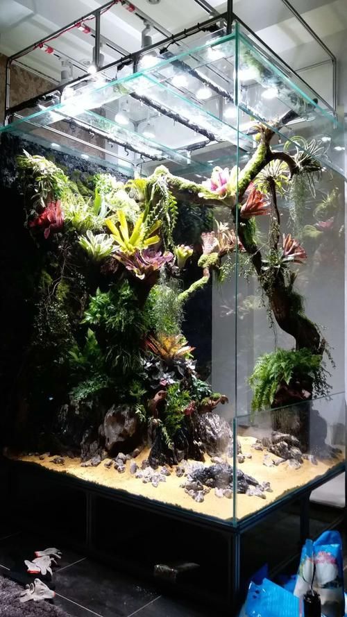 推薦一些龍魚飼養(yǎng)的視頻教程，龍魚飼養(yǎng)視頻教程