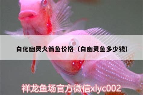 白化火箭魚，極具觀賞價值的淡水觀賞魚種白化火箭魚，養殖難度極高