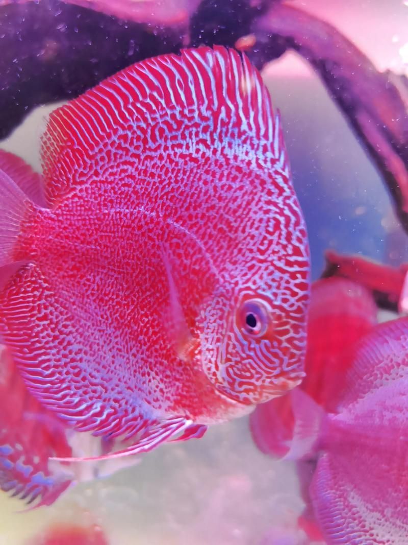 觀賞魚種類大全，觀賞魚種類大全：淡水與海水經典品種詳解 觀賞魚種類大全，觀賞魚種類大全：淡水與海水經典品種詳解 龍魚百科 第8張