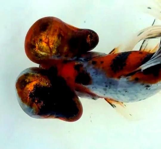 觀賞魚種類大全，觀賞魚種類大全：淡水與海水經典品種詳解 觀賞魚種類大全，觀賞魚種類大全：淡水與海水經典品種詳解 龍魚百科 第15張