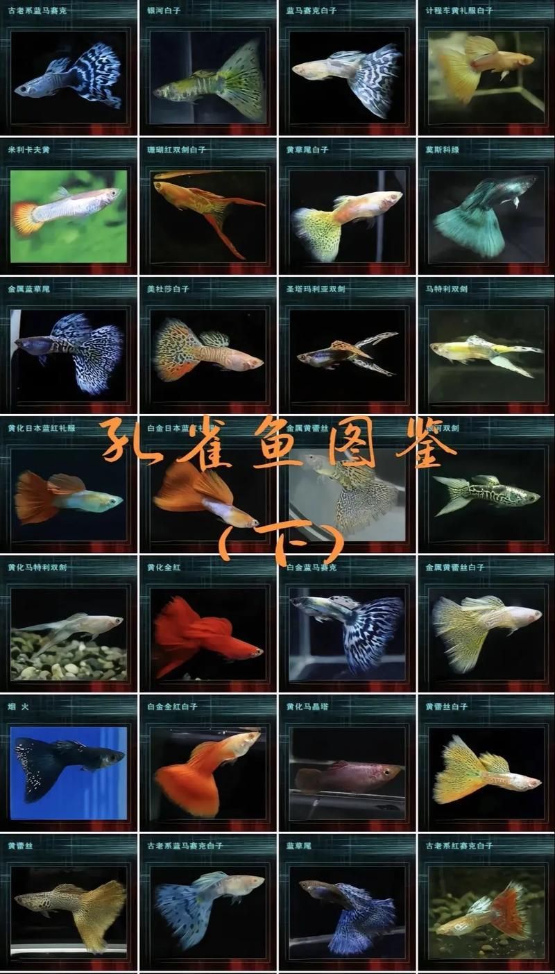 觀賞魚種類大全，觀賞魚種類大全：淡水與海水經典品種詳解 觀賞魚種類大全，觀賞魚種類大全：淡水與海水經典品種詳解 龍魚百科 第4張