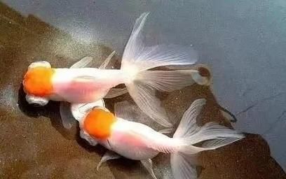 觀賞魚種類大全，觀賞魚種類大全：淡水與海水經典品種詳解 觀賞魚種類大全，觀賞魚種類大全：淡水與海水經典品種詳解 龍魚百科 第14張