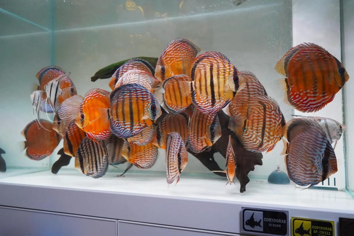觀賞魚種類大全，觀賞魚種類大全：淡水與海水經典品種詳解 觀賞魚種類大全，觀賞魚種類大全：淡水與海水經典品種詳解 龍魚百科 第12張