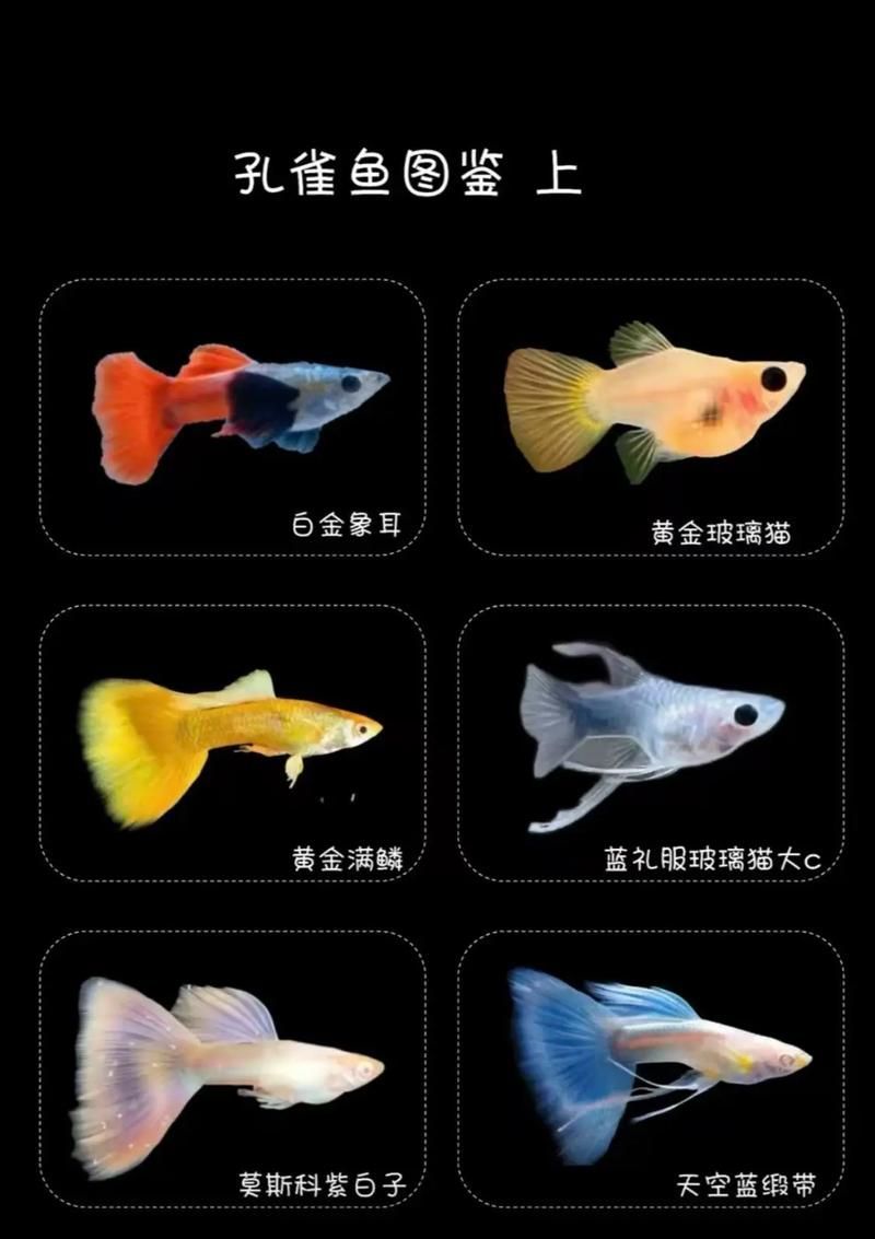 觀賞魚種類大全，觀賞魚種類大全：淡水與海水經典品種詳解 觀賞魚種類大全，觀賞魚種類大全：淡水與海水經典品種詳解 龍魚百科 第5張