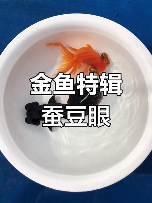 觀賞魚種類大全，觀賞魚種類大全：淡水與海水經典品種詳解 觀賞魚種類大全，觀賞魚種類大全：淡水與海水經典品種詳解 龍魚百科 第13張
