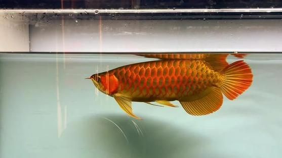 如何鑒別紅橋龍魚的血統(tǒng)？，關(guān)于紅橋龍魚血統(tǒng)鑒別
